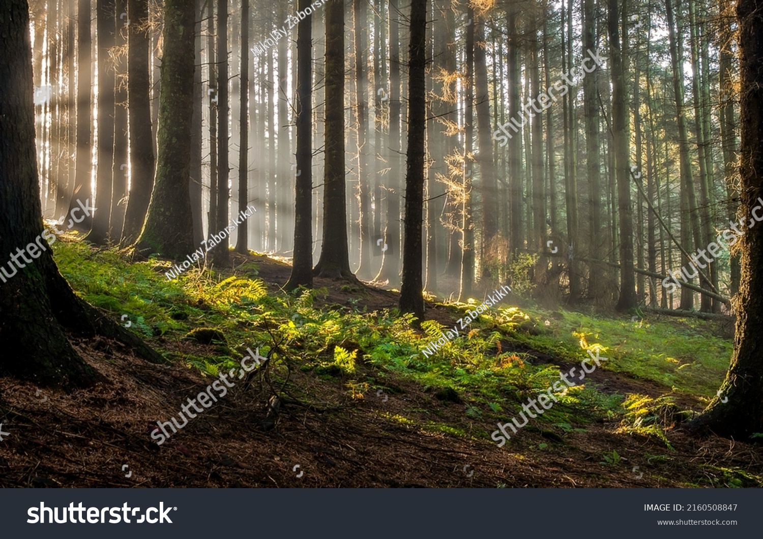 stock-photo-beautiful-deep-forest-scene-light-beam-in-woodland-forest-wood-background-2160508847